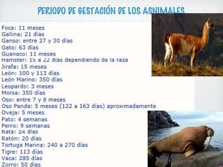 PERIODO DE GESTACIÓN DE LOS ASNIMALES

 