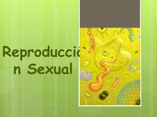 Reproducció
n Sexual

 