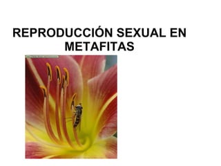 REPRODUCCIÓN SEXUAL EN METAFITAS 