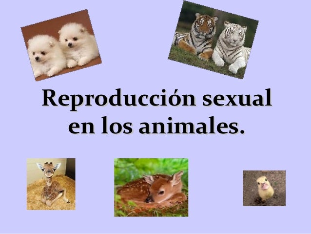 Reproducción sexual en los animales