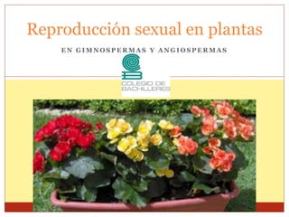E N G I M N O S P E R M A S Y A N G I O S P E R M A S
Reproducción sexual en plantas
 