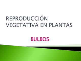 REPRODUCCIÓN VEGETATIVA EN PLANTAS BULBOS 
