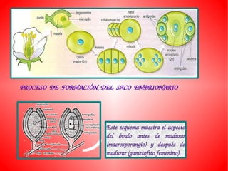 PROCESO  DE  FORMACIÓN  DEL  SACO  EMBRIONARIO



                         Este esquema muestra el aspecto 
                         del  óvulo  antes  de  madurar 
                         (macrosporangio)  y  después  de 
                         madurar (gametofito femenino).
 