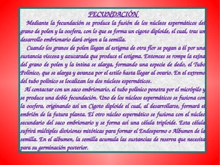 FECUNDACIÓN
   Mediante la fecundación se produce la fusión de los núcleos espermáticos del 
grano de polen y la oosfera, con lo que se forma un cigoto diploide, el cual, tras un 
desarrollo embrionario dará origen a la semilla.
    Cuando los granos de polen llegan al estigma de otra flor se pegan a él por una 
sustancia viscosa y azucarada que produce el estigma. Entonces se rompe la exina 
del grano de polen y la intina se alarga, formando una especie de dedo, el Tubo 
Polínico, que se alarga y avanza por el estilo hasta llegar al ovario. En el extremo 
del tubo polínico se localizan los dos núcleos espermáticos.
   Al contactar con un saco embrionario, el tubo polínico penetra por el micrópilo y 
se produce una doble fecundación. Uno de los núcleos espermáticos se fusiona con 
la oosfera, originando así un Cigoto diploide el cual, al desarrollarse, formará el 
embrión de la futura planta. El otro núcleo espermático se fusiona con el núcleo 
secundario del saco embrionario y se forma así una célula triploide. Esta célula 
sufrirá múltiples divisiones mitóticas para formar el Endospermo o Albumen de la 
semilla. En el albumen, la semilla acumula las sustancias de reserva que necesita 
para su germinación posterior.
 