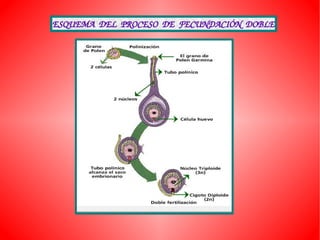 ESQUEMA  DEL  PROCESO  DE  FECUNDACIÓN  DOBLE
 