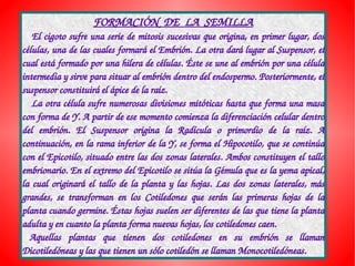 FORMACIÓN  DE  LA  SEMILLA
   El cigoto sufre una serie de mitosis sucesivas que origina, en primer lugar, dos 
células, una de las cuales formará el Embrión. La otra dará lugar al Suspensor, el 
cual está formado por una hilera de células. Éste se une al embrión por una célula 
intermedia y sirve para situar al embrión dentro del endospermo. Posteriormente, el 
suspensor constituirá el ápice de la raíz.
   La otra célula sufre numerosas divisiones mitóticas hasta que forma una masa 
con forma de Y. A partir de ese momento comienza la diferenciación celular dentro 
del  embrión.  El  Suspensor  origina  la  Radícula  o  primordio  de  la  raíz.  A 
continuación, en la rama inferior de la Y, se forma el Hipocotilo, que se continúa 
con el Epicotilo, situado entre las dos zonas laterales. Ambos constituyen el tallo 
embrionario. En el extremo del Epicotilo se sitúa la Gémula que es la yema apical, 
la  cual  originará  el  tallo  de  la  planta  y  las  hojas.  Las  dos  zonas  laterales,  más 
grandes,  se  transforman  en  los  Cotiledones  que  serán  las  primeras  hojas  de  la 
planta cuando germine. Éstas hojas suelen ser diferentes de las que tiene la planta 
adulta y en cuanto la planta forma nuevas hojas, los cotiledones caen.
  Aquellas  plantas  que  tienen  dos  cotiledones  en  su  embrión  se  llaman 
Dicotiledóneas y las que tienen un sólo cotiledón se llaman Monocotiledóneas.
 