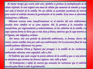    Al mismo tiempo que ocurre todo esto, también se produce la multiplicación de la 
célula triploide, la cual origina una masa de células que aumenta de tamaño y ocupa 
casi todo el interior de la semilla. En sus células se acumulan sustancias de reserva 
para nutrir al embrión durante la germinación de la semilla. Esta masa se denomina 
Endospermo o Albumen.
      Mientras  ocurren  estas  transformaciones  en  el  interior  del  saco  embrionario, 
suceden  otros  cambios  en  su  zona  externa.  Así,  la  primina  y  la  secundina  se 
transforman, por engrosamiento y endurecimiento, en las cubiertas de la semilla. La 
capa externa forma la Testa que es más dura y leñosa, mientras que la capa interna es 
el Tegmen, más delgada y coriácea.
        Por  tanto,  tras  este  periodo  de  desarrollo  embrionario,  se  forman,  dentro  del 
ovario, varias semillas (una por cada saco embrionario). En la estructura final de una 
semilla podemos diferenciar tres partes:
      ­  Las  cubiertas  (Testa  y  Tegmen)  que  protegen  a  la  semilla  de  las  condiciones 
ambientales adversas como sequedad, calor o frío.
   ­ El Embrión que suele ocupar la punta saliente de la semilla y que es una planta 
en miniatura que contiene las futuros órganos: raíz, tallo y hojas.
     ­  El  Endospermo  o  tejido de  reserva  que  acumula los  nutrientes  que el embrión 
necesita para llevar a cabo la germinación.
 