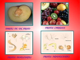 PARTES  DE  UN  FRUTO    FRUTOS  CARNOSOS




 FRUTOS  DEHISCENTES    FRUTOS  INDEHISCENTES
 