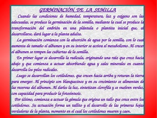 GERMINACIÓN  DE  LA  SEMILLA
      Cuando  las  condiciones  de  humedad,  temperatura,  luz  y  oxígeno  son  las 
adecuadas, se produce la germinación de la semilla, mediante la cual se produce la 
transformación  del  embrión  en  una  plántula  o  plantita  inicial  que,  al 
desarrollarse, dará lugar a la planta adulta.
    La germinación comienza con la absorción de agua por la semilla, con lo cual 
aumenta de tamaño el albumen y en su interior se activa el metabolismo. Al crecer 
el albumen se rompen las cubiertas de la semilla. 
    En primer lugar se desarrolla la radícula, originando una raíz que crece hacia 
abajo  y  que  comienza  a  actuar  absorbiendo  agua  y  sales  minerales  en  cuanto 
desarrolla los pelos radicales.
    Luego se desarrollan los cotiledones, que crecen hacia arriba y roturan la tierra 
para emerger. Al principio son blanquecinos y en su crecimiento se alimentan de 
las reservas del albumen. Al darles la luz, sintetizan clorofila y se vuelven verdes, 
con capacidad para producir la fotosíntesis.
   Por último, comienza a actuar la gémula que origina un tallo que crece entre los 
cotiledones.  Su  actuación  forma  un  tallito  y  el  desarrollo  de  las  primeras  hojas 
verdaderas de la planta, momento en el cual los cotiledones mueren y caen.
 