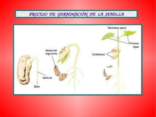 PROCESO  DE  GERMINACIÓN  DE  LA  SEMILLA
 