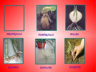 PROPÁGULO   TUBÉRCULO   BULBO




RIZOMA       ESTOLÓN    ESQUEJE
 