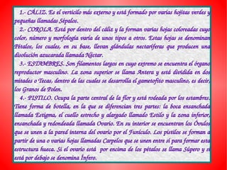    1.­ CÁLIZ. Es el verticilo más externo y está formado por varias hojitas verdes y 
pequeñas llamadas Sépalos.
   2.­ COROLA. Está por dentro del cáliz y la forman varias hojas coloreadas cuyo 
color, número y morfología varía de unos tipos a otros. Estas hojas se denominan 
Pétalos,  los  cuales,  en  su  base,  llevan  glándulas  nectaríferas  que  producen  una 
disolución azucarada llamada Néctar.
   3.­ ESTAMBRES. Son filamentos largos en cuyo extremo se encuentra el órgano 
reproductor  masculino.  La  zona  superior  se  llama  Antera  y  está  dividida  en  dos 
mitades o Tecas, dentro de las cuales se desarrolla el gametofito masculino, es decir, 
los Granos de Polen.
   4.­ PISTILO. Ocupa la parte central de la flor y está rodeada por los estambres. 
Tiene  forma  de  botella,  en  la  que  se  diferencian  tres  partes:  la  boca  ensanchada 
llamada Estigma, el cuello estrecho y alargado llamado Estilo y la zona inferior, 
ensanchada y redondeada llamada Ovario. En su interior se encuentran los Óvulos 
que se unen a la pared interna del ovario por el Funículo. Los pistilos se forman a 
partir de una o varias hojas llamadas Carpelos que se unen entre sí para formar esta 
estructura hueca. Si el ovario está  por encima de los pétalos se llama Súpero y si 
está por debajo se denomina Ínfero.
 