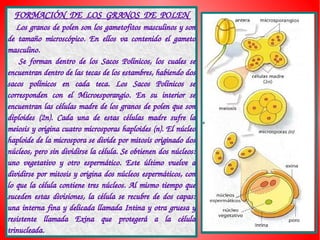 FORMACIÓN  DE  LOS  GRANOS  DE  POLEN
    Los granos de polen son los gametofitos masculinos y son 
de  tamaño  microscópico.  En  ellos  va  contenido  el  gameto 
masculino.
      Se  forman  dentro  de  los  Sacos  Polínicos,  los  cuales  se 
encuentran dentro de las tecas de los estambres, habiendo dos 
sacos  polínicos  en  cada  teca.  Los  Sacos  Polínicos  se 
corresponden  con  el  Microesporangio.  En  su  interior  se 
encuentran las células madre de los granos de polen que son 
diploides  (2n).  Cada  una  de  estas  células  madre  sufre  la 
meiosis y origina cuatro microsporas haploides (n). El núcleo 
haploide de la microspora se divide por mitosis originado dos 
núcleos, pero sin dividirse la célula. Se obtienen dos núcleos: 
uno  vegetativo  y  otro  espermático.  Este  último  vuelve  a 
dividirse por mitosis y origina dos núcleos espermáticos, con 
lo  que  la  célula  contiene  tres  núcleos.  Al  mismo  tiempo  que 
suceden  estas  divisiones,  la  célula  se  recubre  de  dos  capas: 
una  interna  fina y delicada llamada Intina  y otra gruesa y 
resistente  llamada  Exina  que  protegerá  a  la  célula 
trinucleada.
 