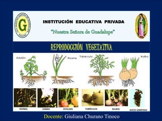 INSTITUCIÓN EDUCATIVA PRIVADA 
Docente: Giuliana Churano Tinoco 
 