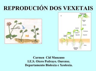 REPRODUCIÓN DOS VEXETAIS




          Carmen Cid Manzano
      I.E.S. Otero Pedrayo. Ourense.
     Departamento Bioloxía e Xeoloxía.
 