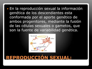 REPRODUCCIÓN SEXUAL:
 En la reproducción sexual la información
genética de los descendientes esta
conformada por el aporte genético de
ambos progenitores, mediante la fusión
de las células sexuales o gametos, que
son la fuente de variabilidad genética.
 