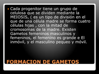FORMACION DE GAMETOS
 Cada progenitor tiene un grupo de
celulosa que se dividen mediante la
MEIOSIS, ( es un tipo de división en el
que de una célula madre se forma cuatro
células hijas , con la mitad de
cromosomas de la madre. Existen
Gametos femeninos masculinos y
femeninos, el femenino es grande e El
inmóvil, y el masculino pequeo y móvil.
 