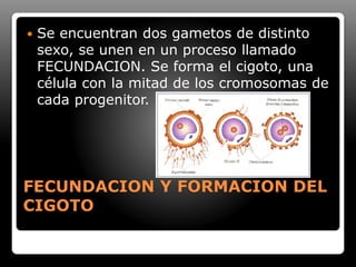 FECUNDACION Y FORMACION DEL
CIGOTO
 Se encuentran dos gametos de distinto
sexo, se unen en un proceso llamado
FECUNDACION. Se forma el cigoto, una
célula con la mitad de los cromosomas de
cada progenitor.
 