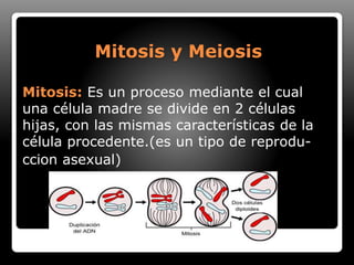Mitosis y Meiosis
Mitosis: Es un proceso mediante el cual
una célula madre se divide en 2 células
hijas, con las mismas características de la
célula procedente.(es un tipo de reprodu-
ccion asexual)
 