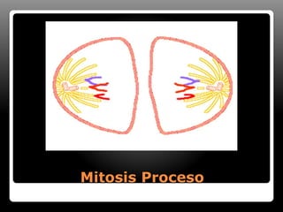 Mitosis Proceso
 