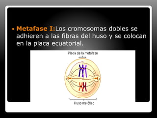  Metafase I:Los cromosomas dobles se
adhieren a las fibras del huso y se colocan
en la placa ecuatorial.
 