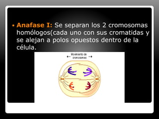  Anafase I: Se separan los 2 cromosomas
homólogos(cada uno con sus cromatidas y
se alejan a polos opuestos dentro de la
célula.
 