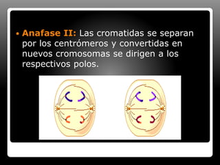  Anafase II: Las cromatidas se separan
por los centrómeros y convertidas en
nuevos cromosomas se dirigen a los
respectivos polos.
 
