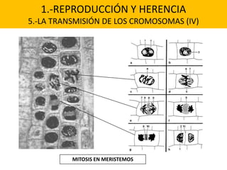 1.-REPRODUCCIÓN Y HERENCIA
5.-LA TRANSMISIÓN DE LOS CROMOSOMAS (IV)




          MITOSIS EN MERISTEMOS
 