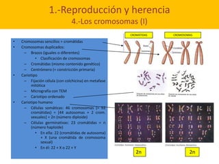 1.-Reproducción y herencia
                                4.-Los cromosomas (I)
                                         ...