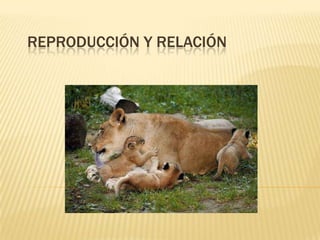Reproducción y relación 