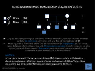 REPRODUCCIÓ HUMANA: TRANSFERÈNCIA DE MATERIAL GENÈTIC Aquest és l’arbre genealògic d’una família afectada d’hemofilia, com pots veure els membres afectats, ( de color blau ), són homes amb una dotació cromosòmica  44+XY Molts organismes acostumen a tenir una dotació cromosòmica  2n (diploides),  és a dir tenen 2 còpies de la seva informació genètica, amb  44 cromosomes somàtics  (en referència a les cèl·lules del cos, soma vol dir cos en grec) i  2 de sexuals , aquests últims s’anomenen sexuals perquè determinen el sexe, a més de portar altra informació. HIPÒTESI: Ja que per la formació d’un organisme diploide (2n) és necessària la unió d’un òvul i d’un espermatozoide , aleshores  aquests han de ser haploides (n) i ha d’haver-hi un mecanisme que divideixi la informació del nostre organisme de 2n a n. I II III 1 2 1 2 3 4 5 1 Xavier Ferrer-Francesch  Dp. Ciències Experimentals IES Enric Borràs o o + Home (XY) Dona (XX) 