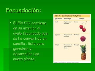 Fecundación: El FRUTO contiene en su interior al óvulo fecundado que se ha convertido en semilla , lista para germinar y desarrollar una nueva planta. 