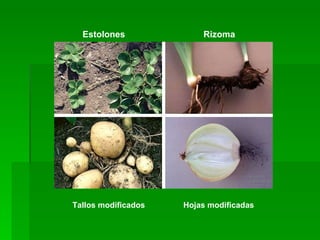 Estolones Rizoma Hojas modificadas Tallos modificados 