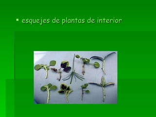 esquejes de plantas de interior 