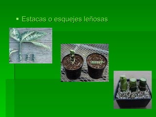 Estacas o esquejes leñosas 