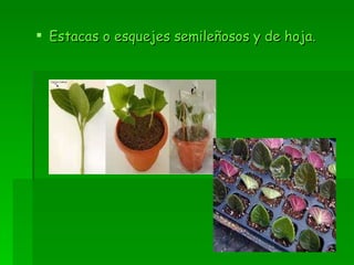 Estacas o esquejes semileñosos y de hoja. 