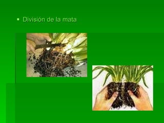 División de la mata 