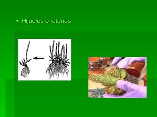 Hijuelos o retoños 