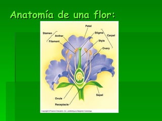 Anatomía de una flor: 