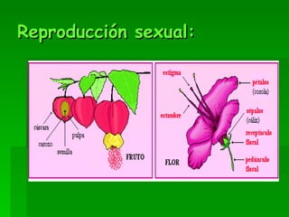 Reproducción sexual: 