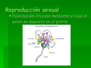 Reproducción sexual Polinización:   Proceso mediante el cual el polen se deposita en el pistilo. 