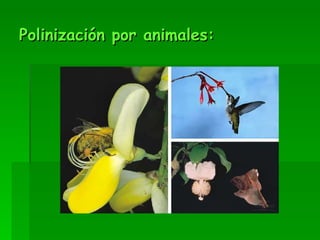 Polinización por animales: 
