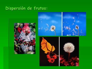 Dispersión de frutos: 