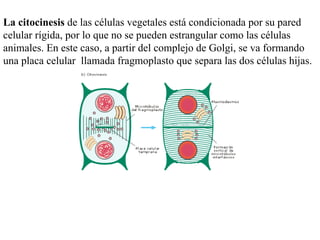 La citocinesis  de las células vegetales está condicionada por su pared celular rígida, por lo que no se pueden estrangular como las células animales. En este caso, a partir del complejo de Golgi, se va formando una placa celular  llamada fragmoplasto que separa las dos células hijas. 