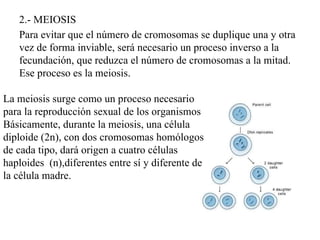 2.- MEIOSIS Para evitar que el número de cromosomas se duplique una y otra vez de forma inviable, será necesario un proceso inverso a la fecundación, que reduzca el número de cromosomas a la mitad. Ese proceso es la meiosis. La meiosis surge como un proceso necesario para la reproducción sexual de los organismos Básicamente, durante la meiosis, una célula diploide (2n), con dos cromosomas homólogos de cada tipo, dará origen a cuatro células haploides  (n),diferentes entre sí y diferente de la célula madre.  