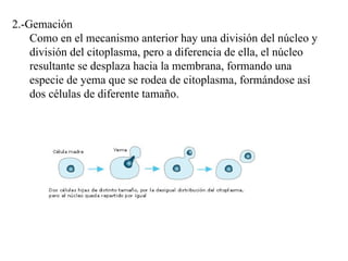 2.-Gemación Como en el mecanismo anterior hay una división del núcleo y división del citoplasma, pero a diferencia de ella, el núcleo resultante se desplaza hacia la membrana, formando una especie de yema que se rodea de citoplasma, formándose así dos células de diferente tamaño.  