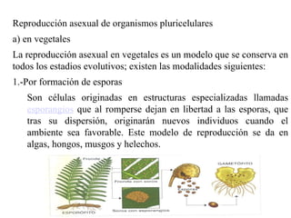 Reproducción asexual de organismos pluricelulares  a) en vegetales La reproducción asexual en vegetales es un modelo que se conserva en todos los estadios evolutivos; existen las modalidades siguientes: 1.-Por formación de esporas Son células originadas en estructuras especializadas llamadas  esporangios  que al romperse dejan en libertad a las esporas, que tras su dispersión, originarán nuevos individuos cuando el ambiente sea favorable. Este modelo de reproducción se da en algas, hongos, musgos y helechos.  
