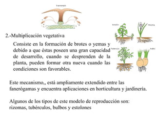 2.-Multiplicación vegetativa Consiste en la formación de brotes o yemas y debido a que éstas poseen una gran capacidad de desarrollo, cuando se desprenden de la planta, pueden formar otra nueva cuando las condiciones son favorables.  Este mecanismo,, está ampliamente extendido entre las fanerógamas y encuentra aplicaciones en horticultura y jardinería.  Algunos de los tipos de este modelo de reproducción son: rizomas, tubérculos, bulbos y estolones 