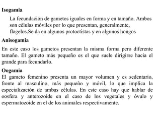 Isogamia La fecundación de gametos iguales en forma y en tamaño. Ambos son células móviles por lo que presentan, generalmente, flagelos.Se da en algunos protoctistas y en algunos hongos Anisogamia En este caso los gametos presentan la misma forma pero diferente tamaño. El gameto más pequeño es el que suele dirigirse hacia el grande para fecundarlo.  Oogamia El gameto femenino presenta un mayor volumen y es sedentario, frente al masculino, más pequeño y móvil, lo que implica la especialización de ambas células. En este caso hay que hablar de oosfera y anterozoide en el caso de los vegetales y óvulo y espermatozoide en el de los animales respectivamente. 