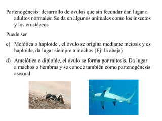 Partenogénesis: desarrollo de óvulos que sin fecundar dan lugar a adultos normales: Se da en algunos animales como los insectos y los crustáceos Puede ser Meiótica o haploide , el óvulo se origina mediante meiosis y es haploide, da lugar siempre a machos (Ej: la abeja) Ameiótica o diploide, el óvulo se forma por mitosis. Da lugar a machos o hembras y se conoce también como partenogénesis asexual 